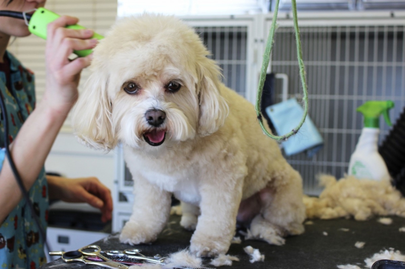 veterinaire-VILLENEUVE LOUBET-min_white_dog_grooming_pet_pet_grooming_salon_groomer_fur-678977